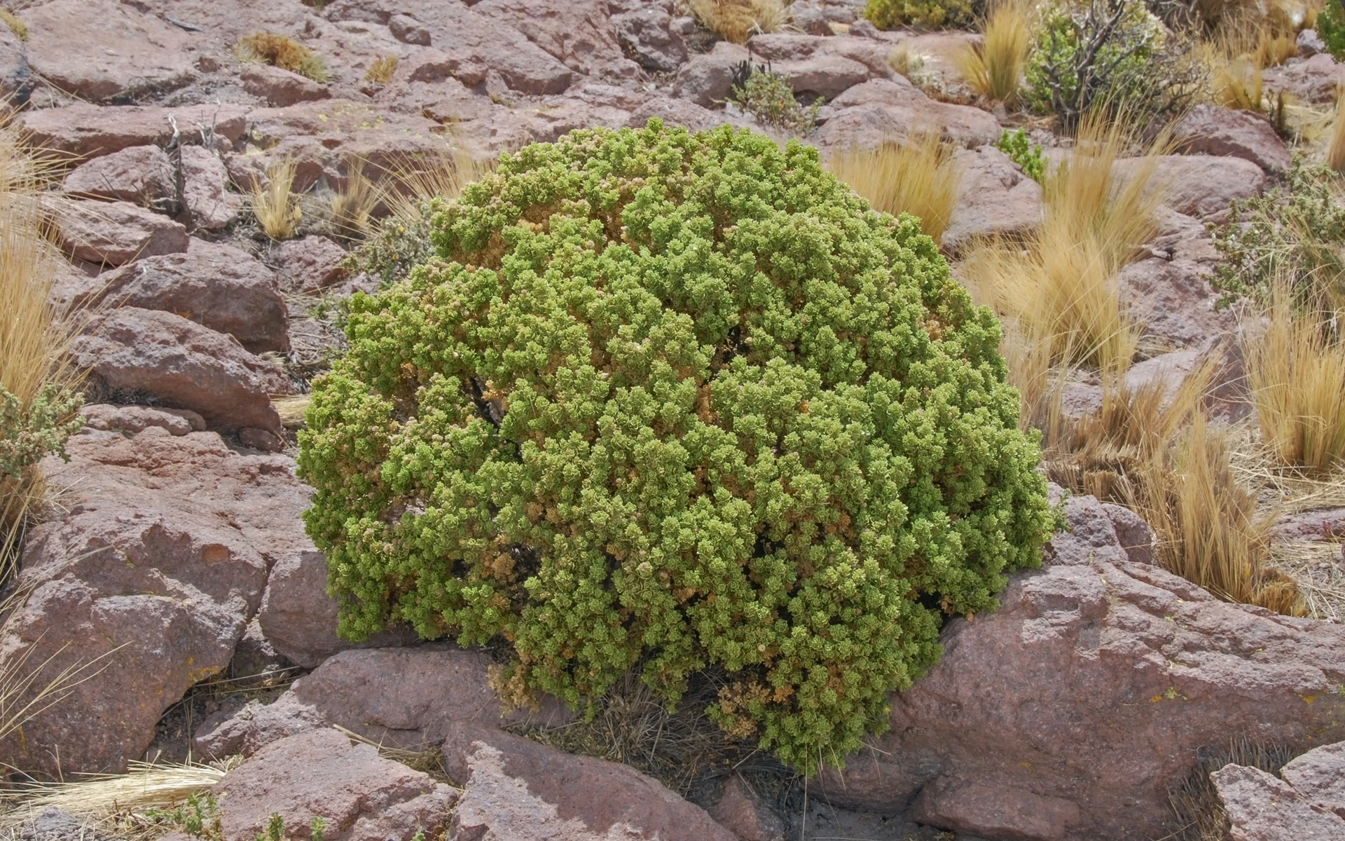 Tola de Puna